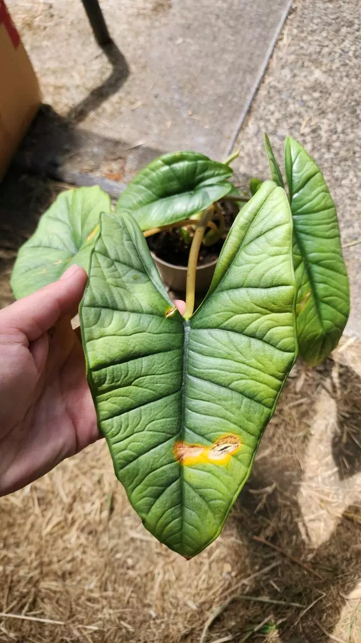 plant/Alocasia maybe platinum-0