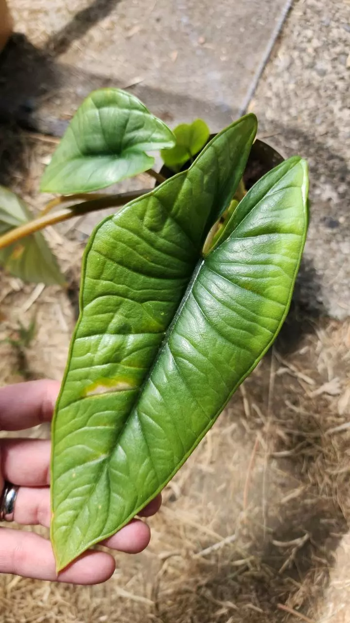 plant/Alocasia maybe platinum-1
