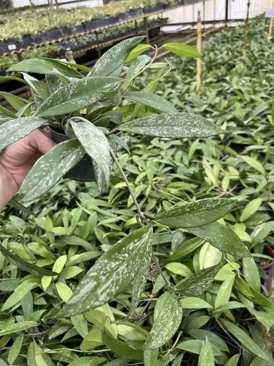 plant/Hoya carnosa-1-thumbnail