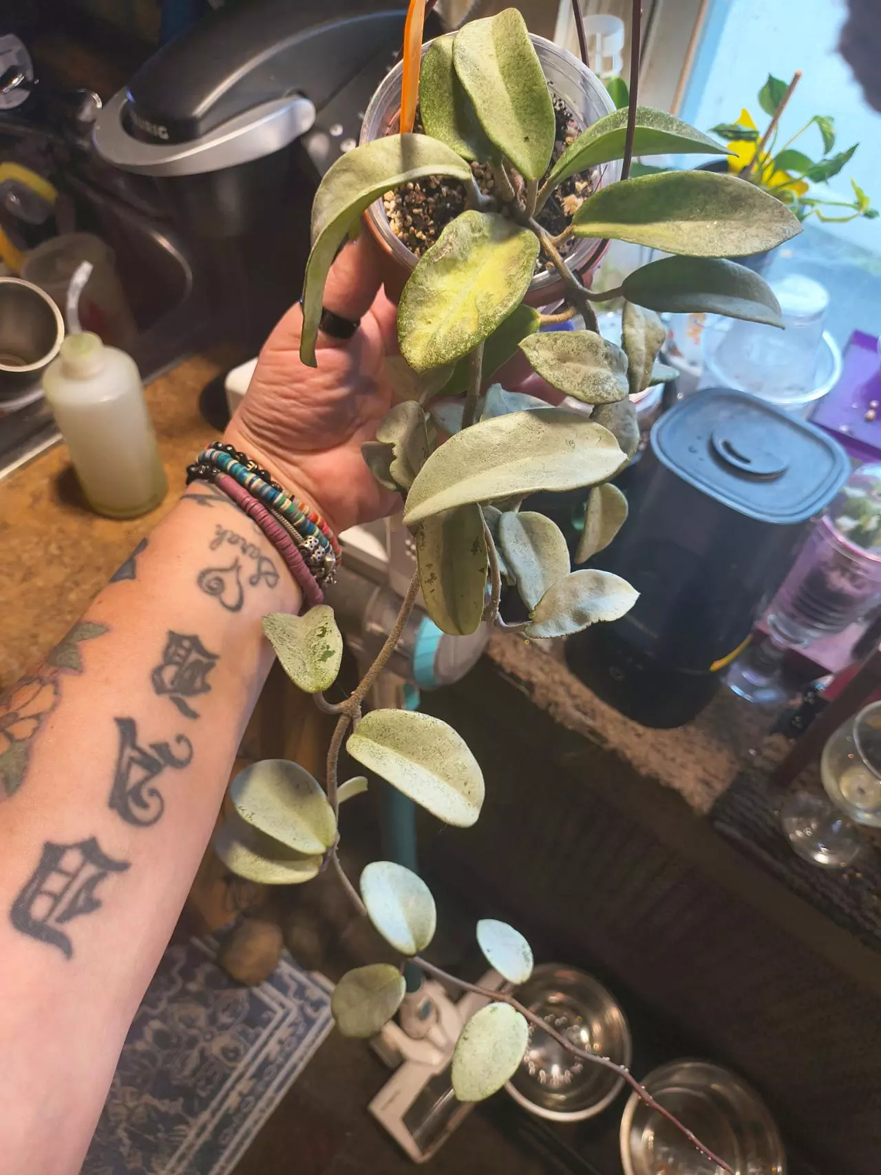 plant/Large pink Nova ghost mom cutting from her-1
