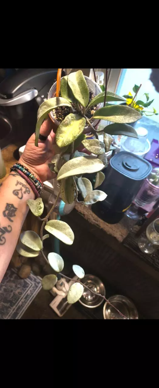 plant/Large pink Nova ghost mom cutting from her-0