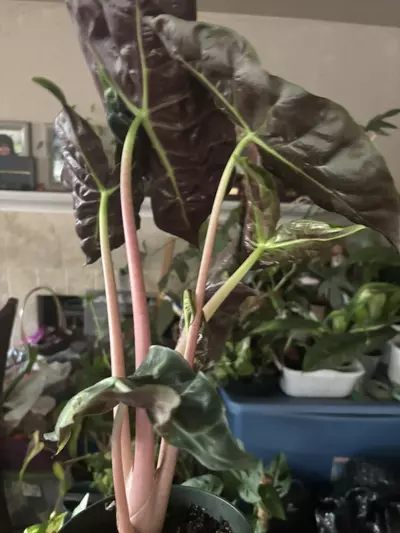 plant/Alocasia Morocco-1-thumbnail