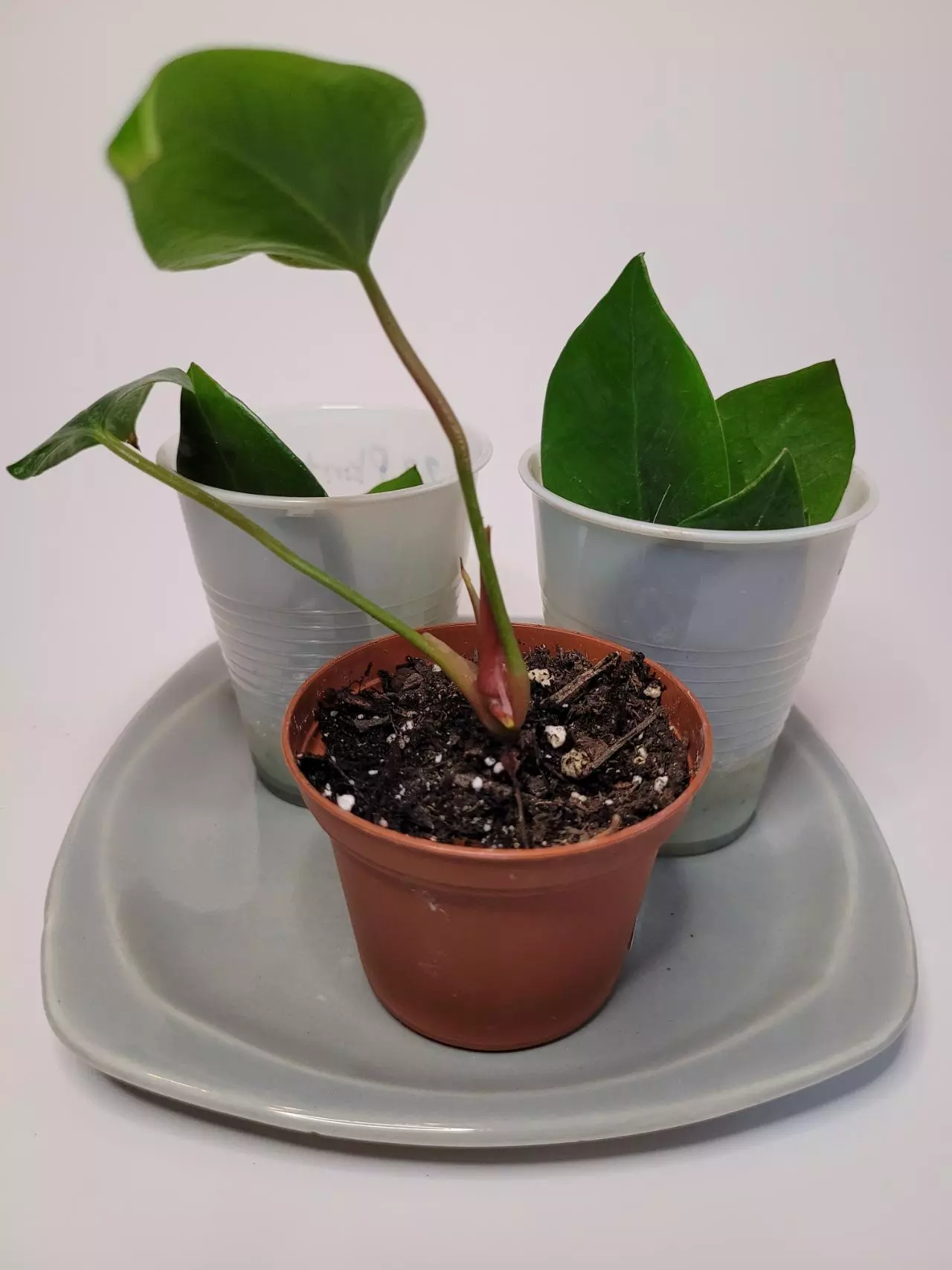 plant/Vintage Gray Squared 6.5" Plant Pot Saucer-3
