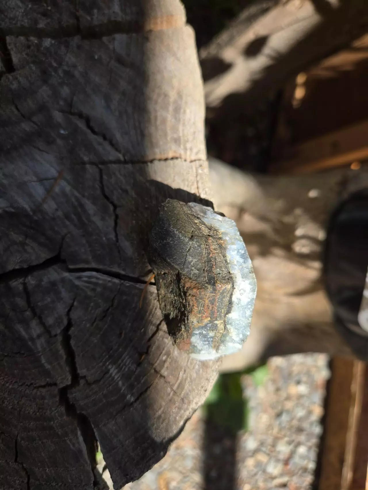 plant/RAW WA Cascades quartz- Sellers choice- Clear-Clear/Smokey-Clear/blue-5