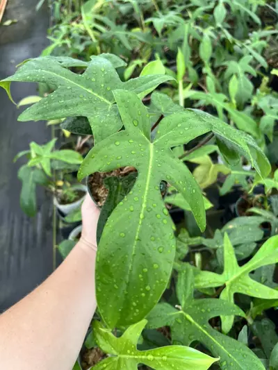 plant/Philodendron Florida Beauty Green-1-thumbnail