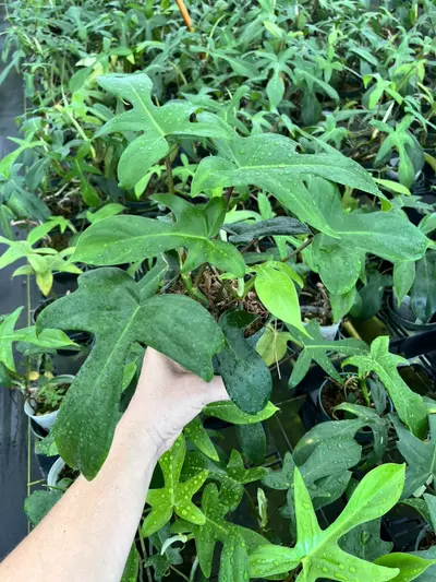 plant/Philodendron Florida Beauty Green-2-thumbnail