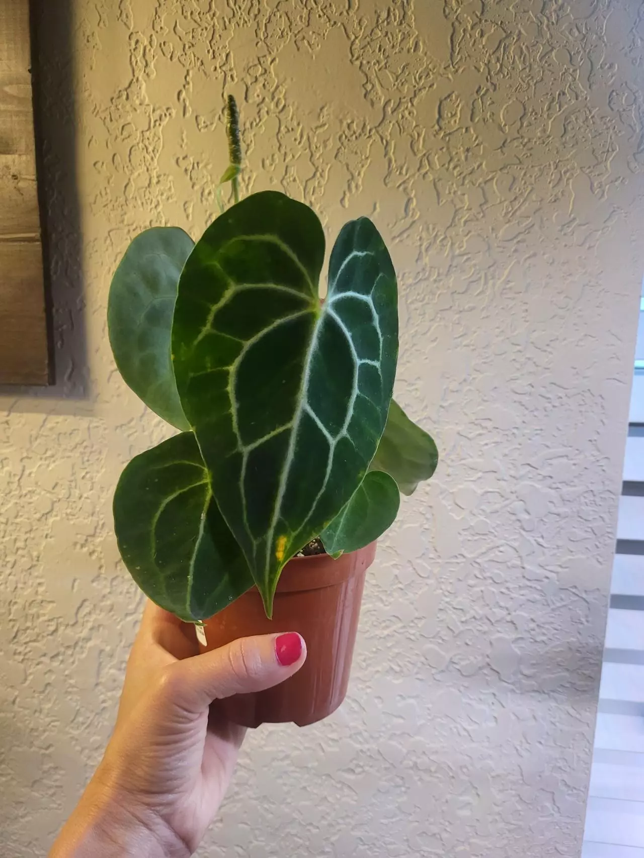 plant/Anthurium Crystallinum-0