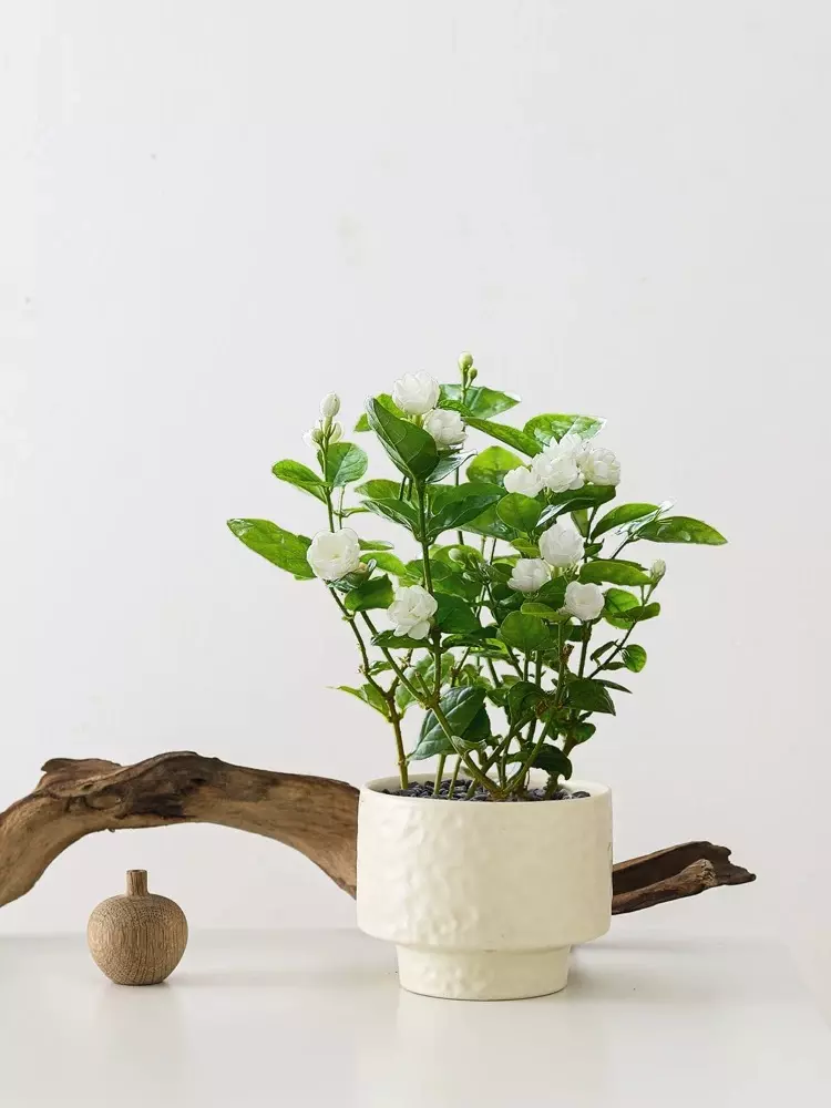 plant/test free shipping-1