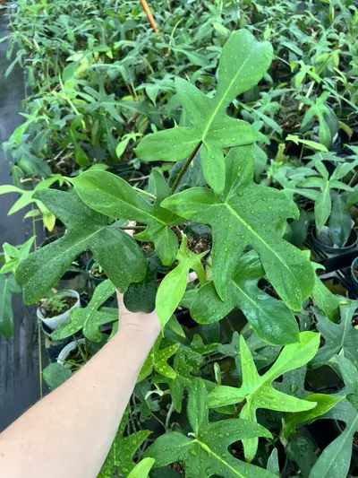 plant/Philodendron Florida Beauty Green-0-thumbnail