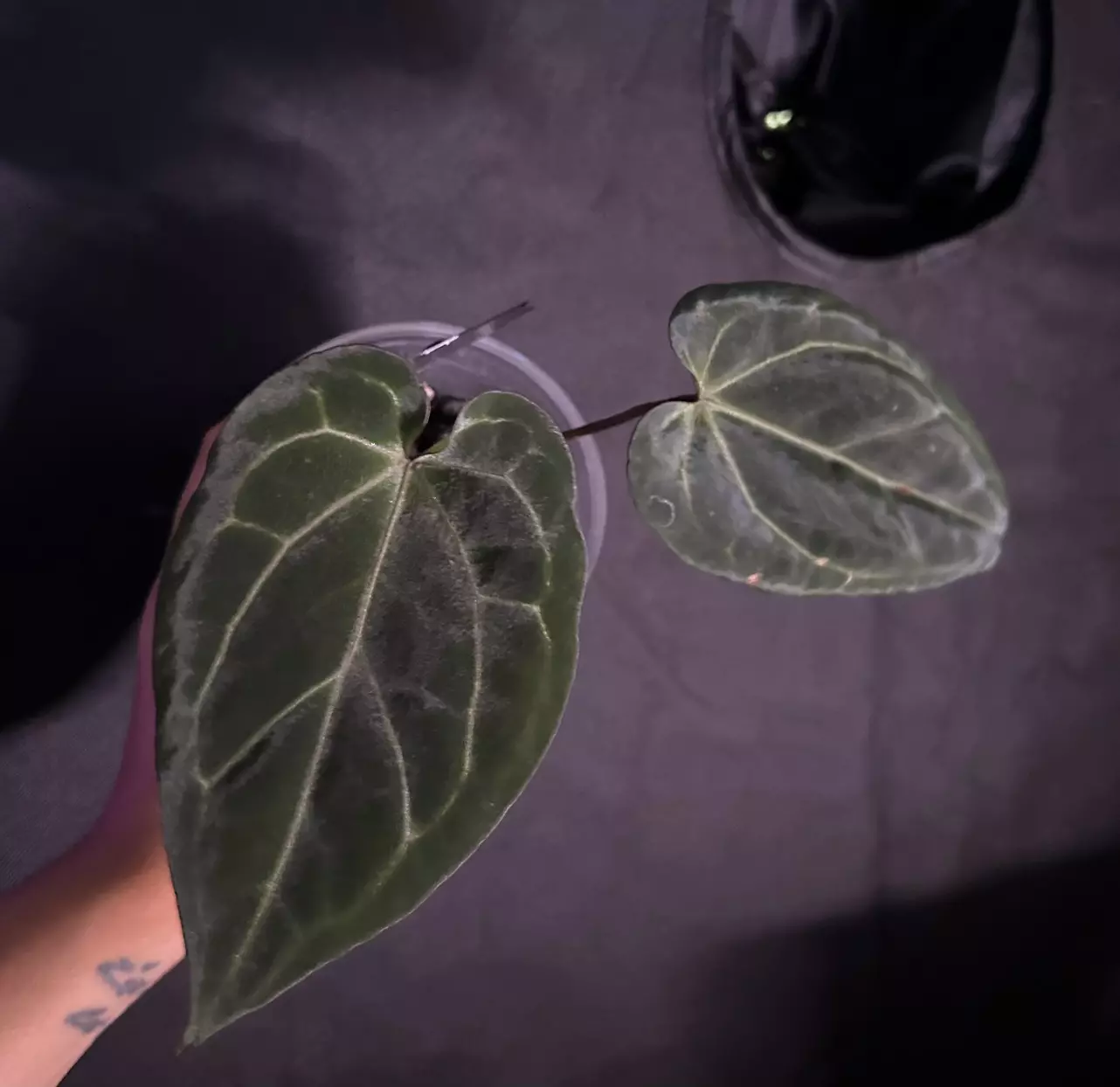 plant/Anthurium Doc F2 x (Ace x Pap)-0