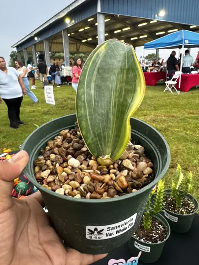 plant/Sansevieria Variegated Whale Fin-0-thumbnail