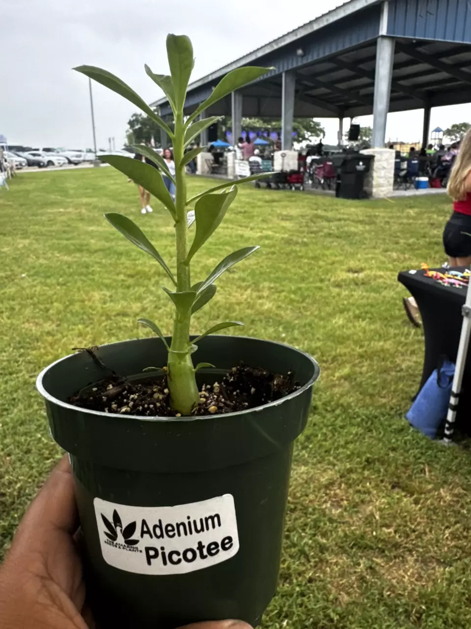 plant/Adenium, Picotee-0