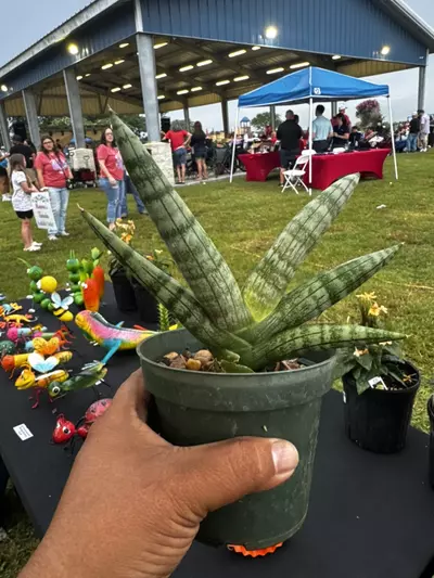plant/Sansevieria Boncel, Fatty finger-0-thumbnail