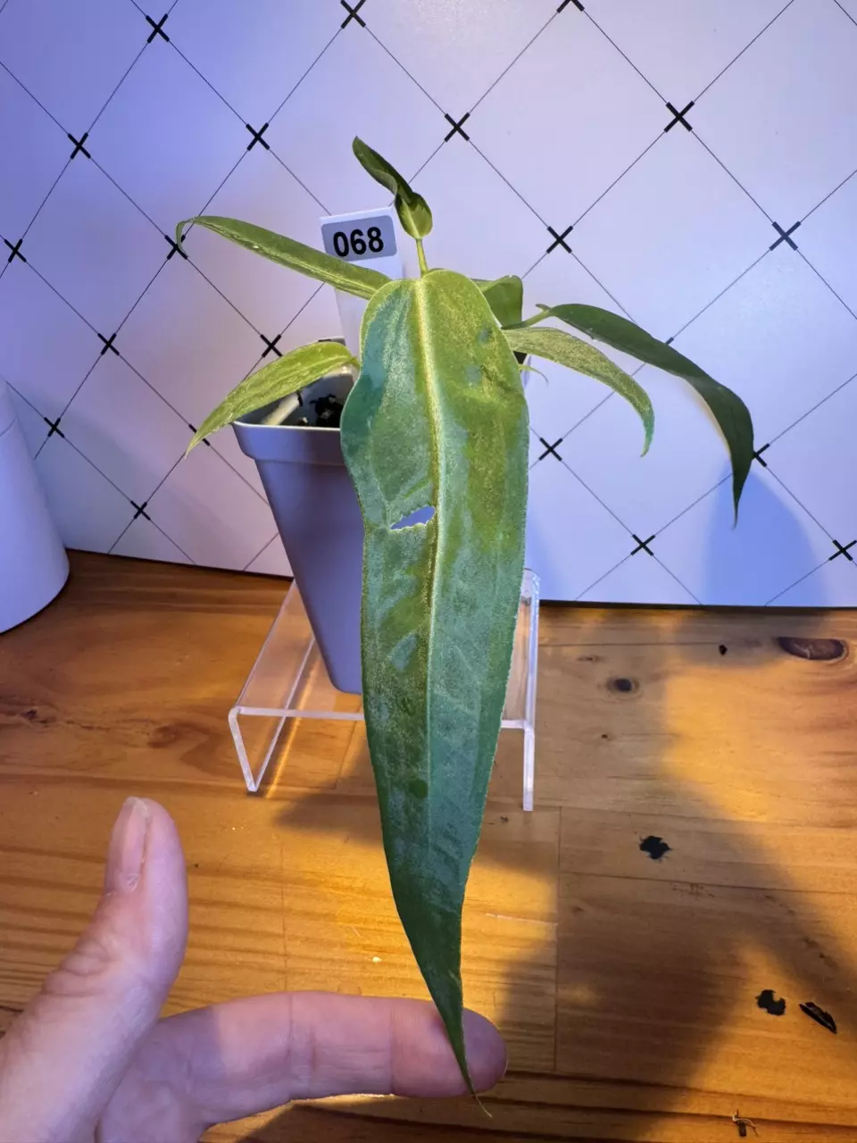 plant/068 Anthurium Pallidiflorum 2.5”-0