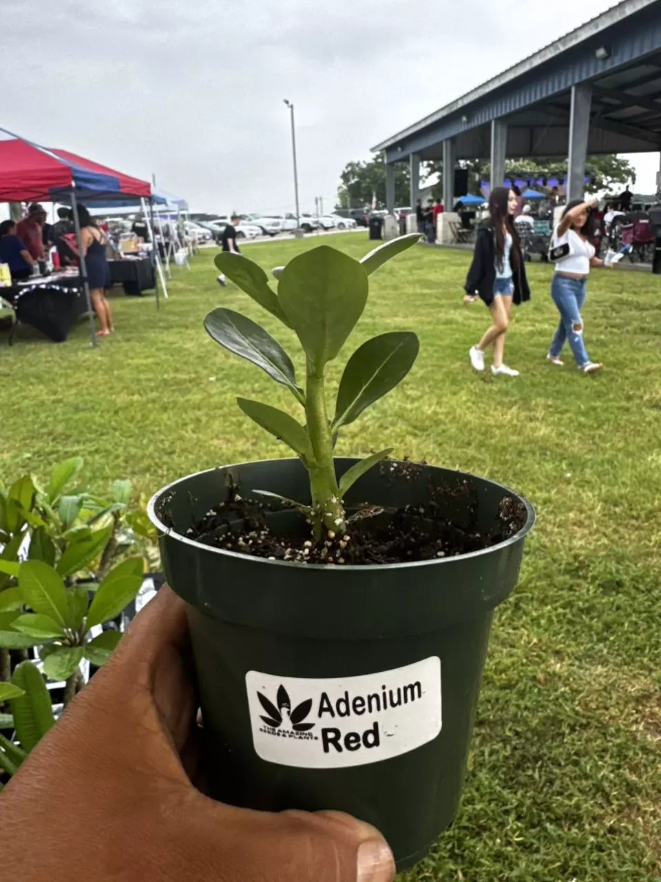 plant/Adenium, RED-0