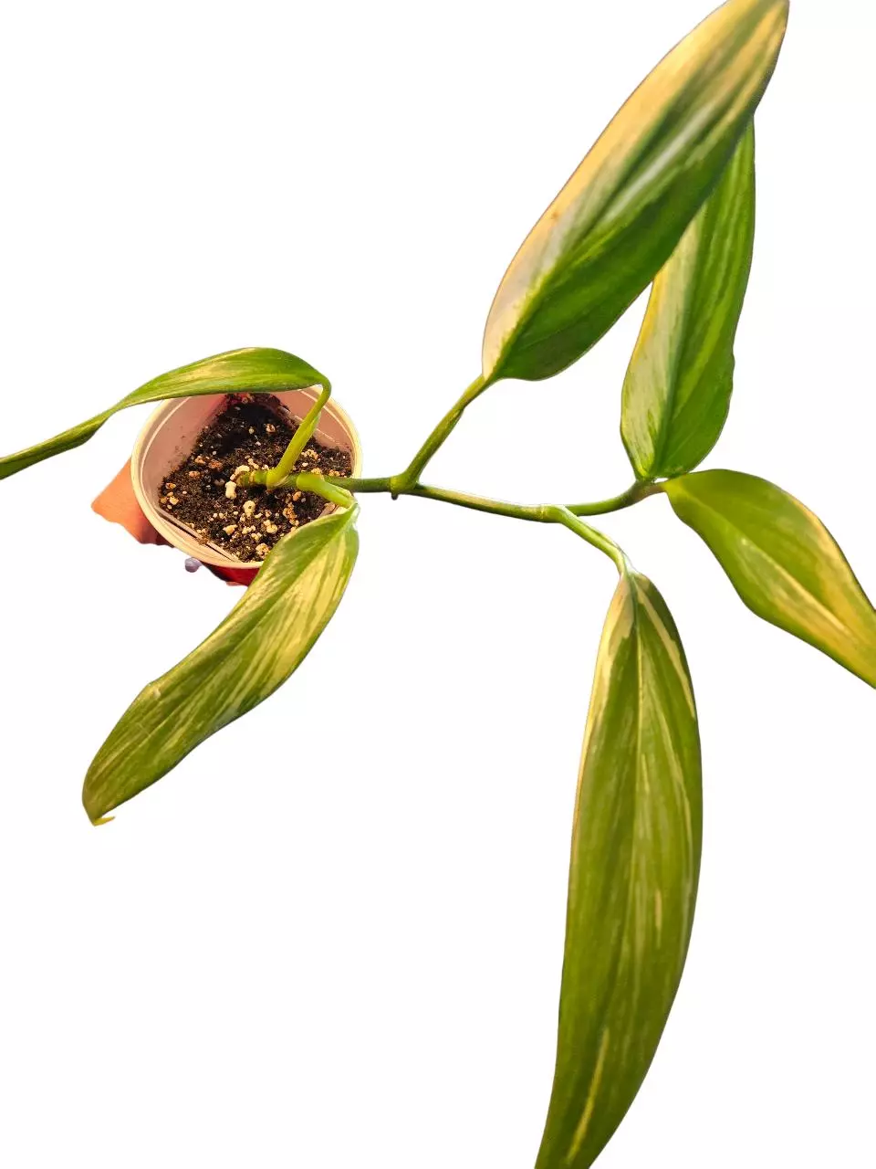 plant/Epipremnum Amplissimum-1