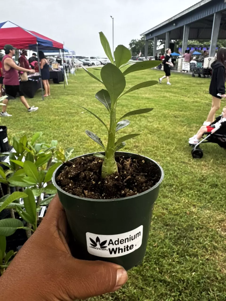 plant/Adenium, White-0