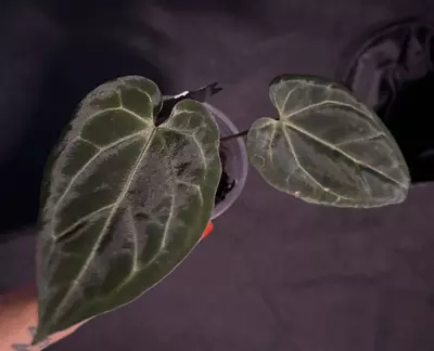 plant/Anthurium Doc F2 x (Ace x Pap)-1-thumbnail