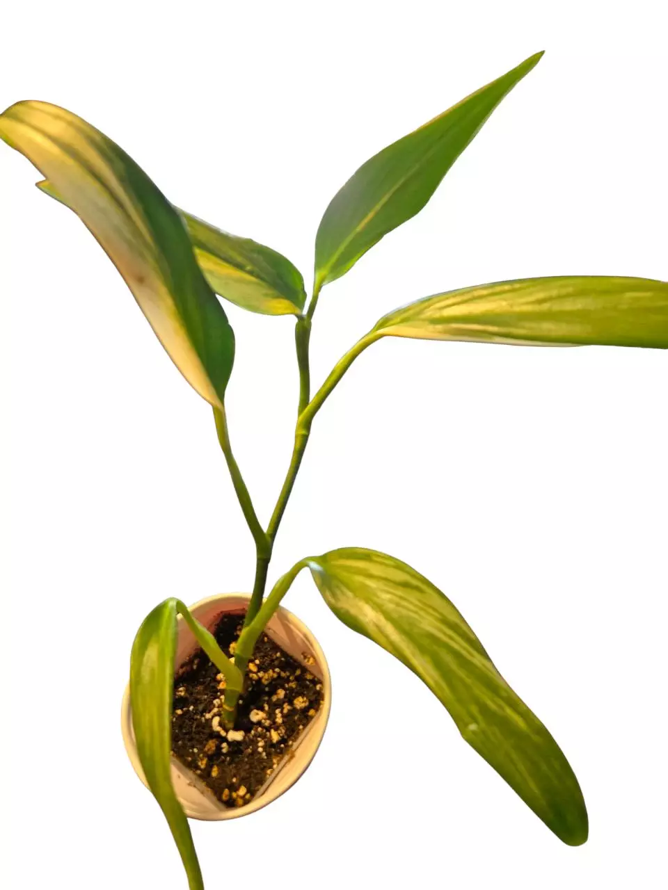 plant/Epipremnum Amplissimum-0