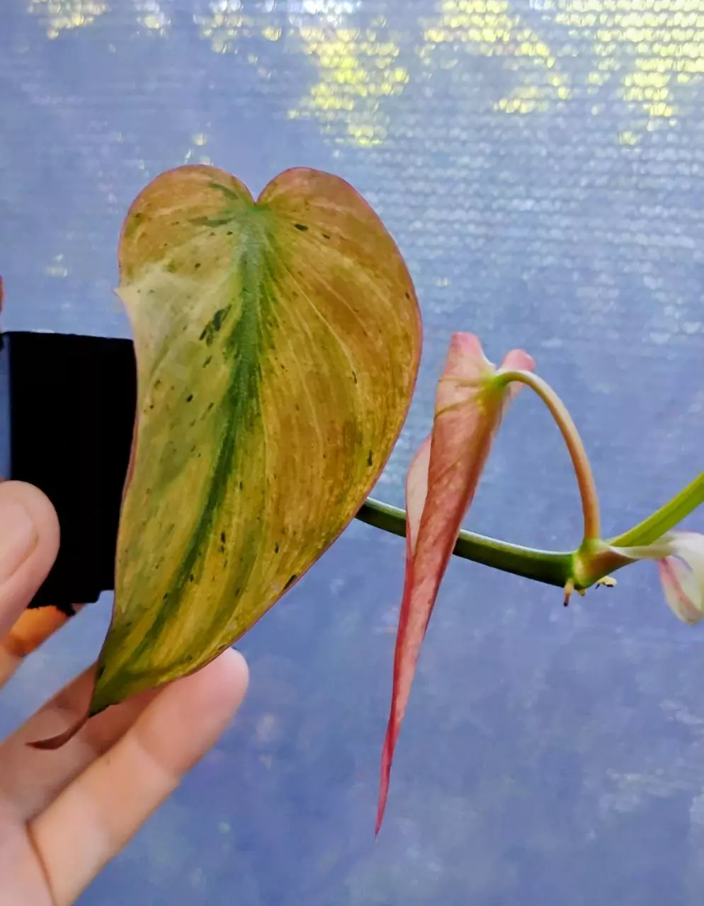 plant/Philodendron Micans Mint-1