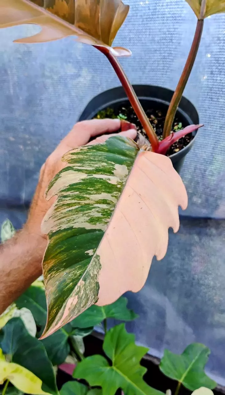 plant/Philodendron Carmel Marble-1
