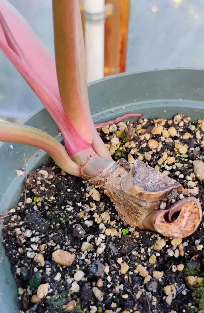 plant/Philodendron Carmel Marble-3