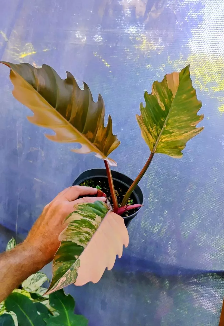 plant/Philodendron Carmel Marble-0