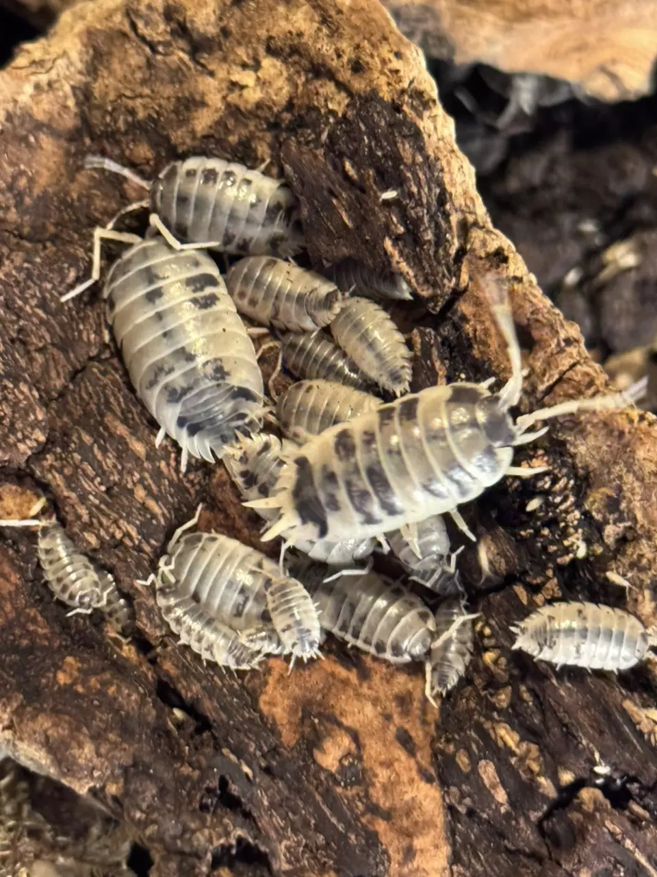 plant/Dairy cow isopods-0
