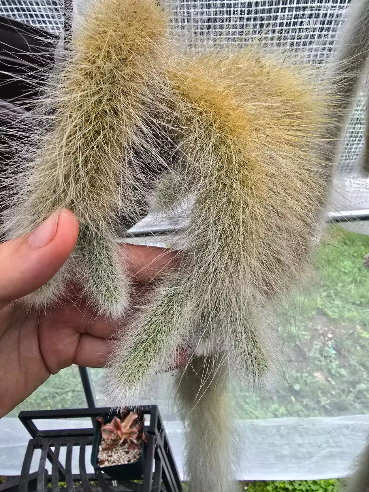 plant/Monkey Tails Extra Fuzzy-1