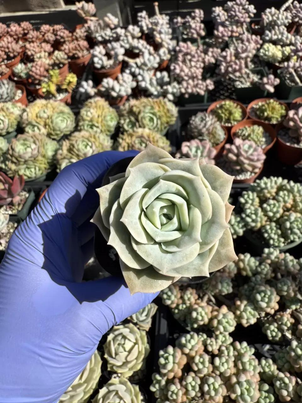 plant/Graptoveria Lovely Rose 2.25" pot-0