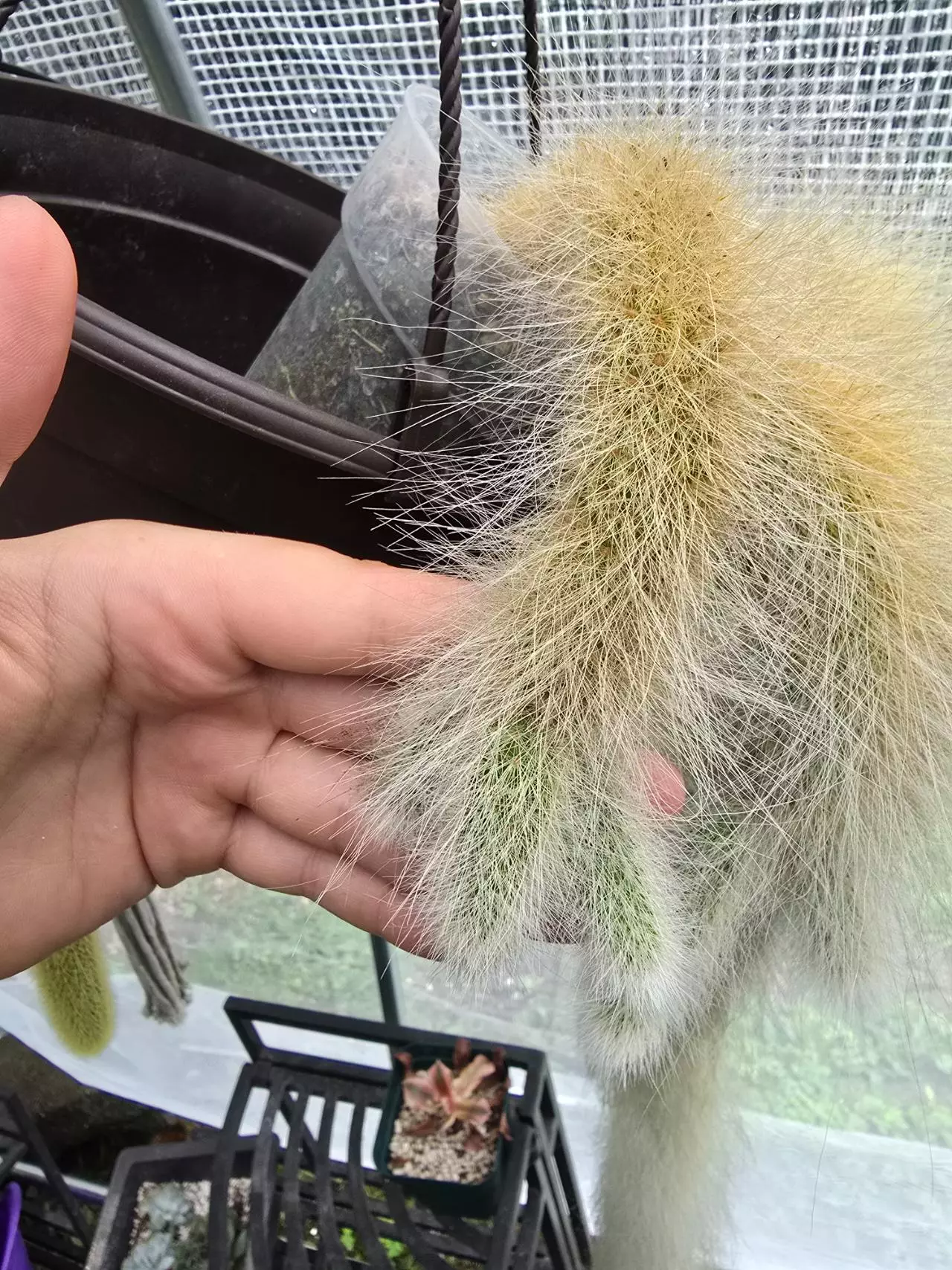 plant/Monkey Tails Extra Fuzzy-0