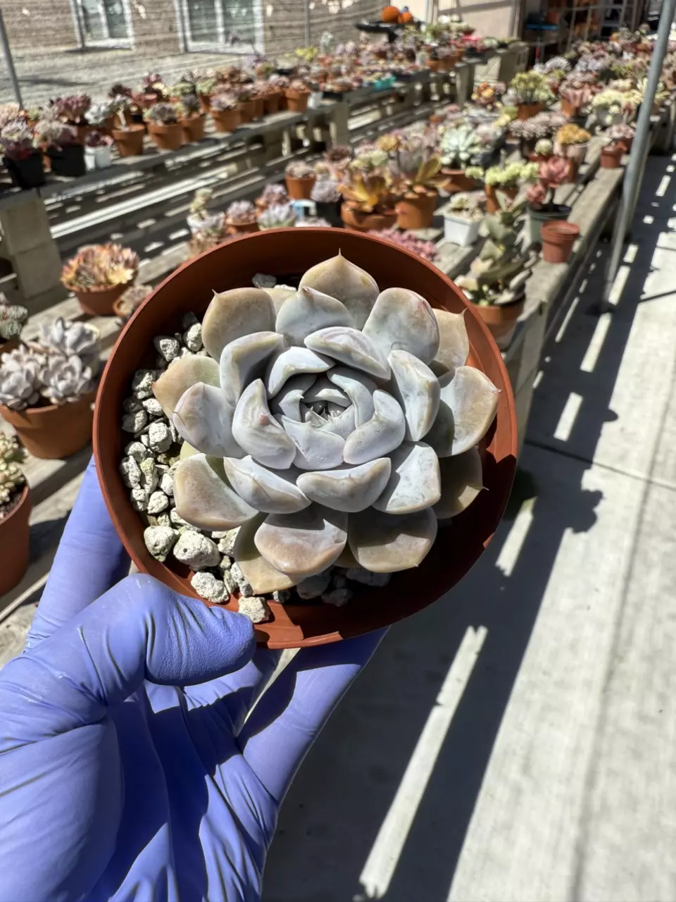 plant/E. Snow Bunny 4" pot-0