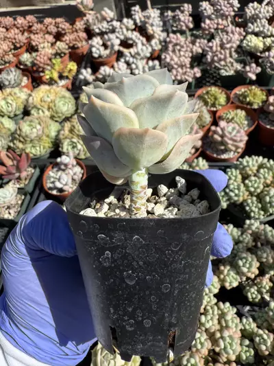 plant/Graptoveria Lovely Rose 2.25" pot-1-thumbnail