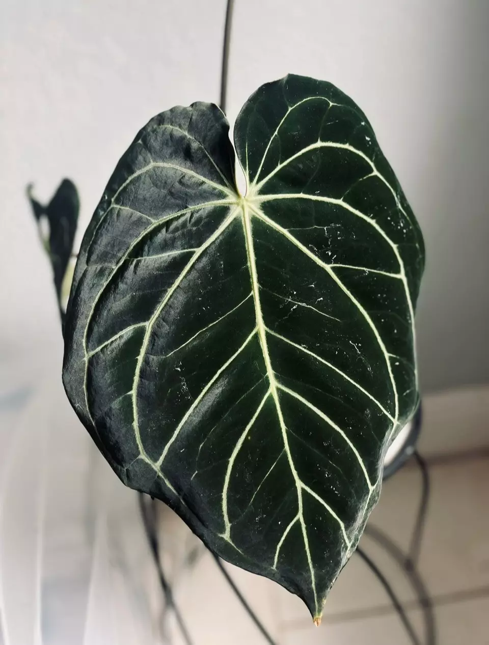 plant/Anthurium Noid x (Zara x Michelle)-2