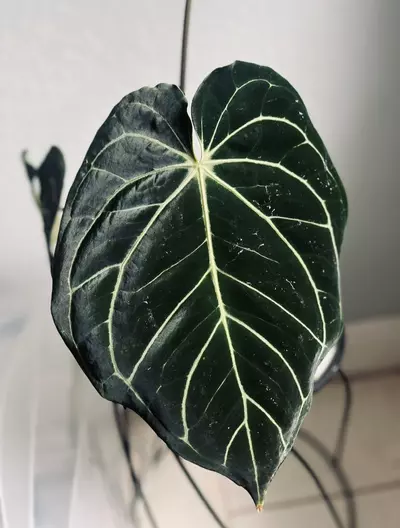 plant/Anthurium Noid x (Zara x Michelle)-2-thumbnail
