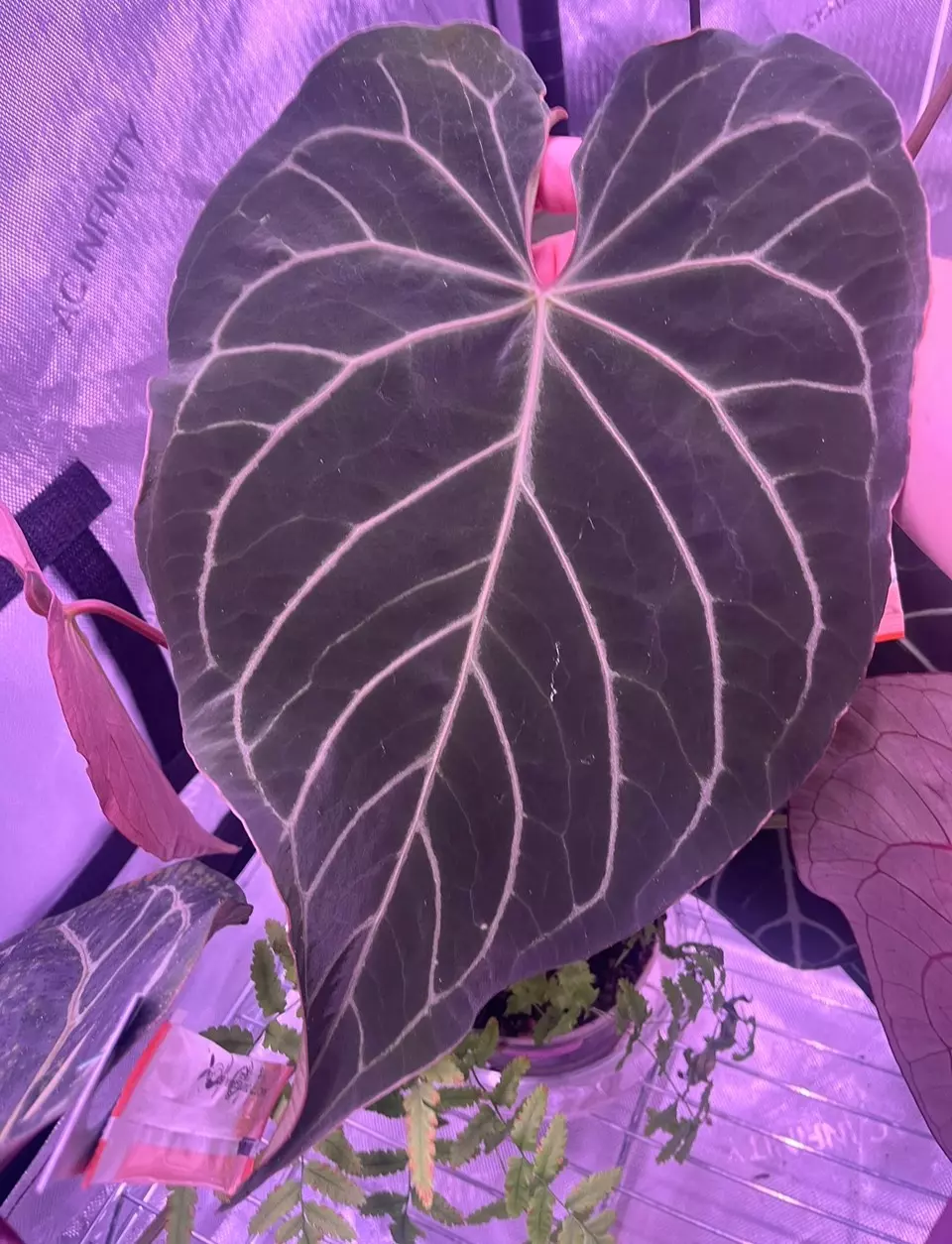 plant/Anthurium Noid x (Zara x Michelle)-1