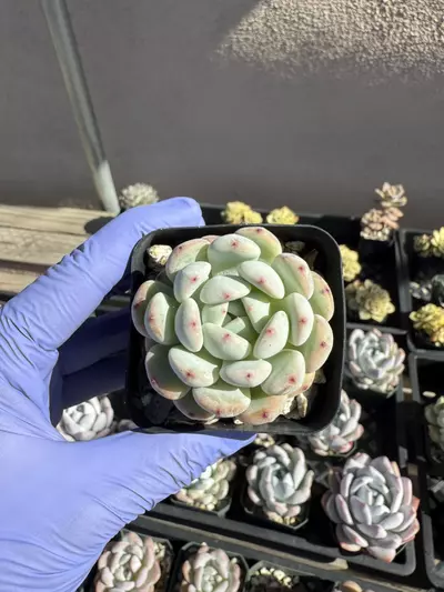 plant/E. Viyant 2.25" pot-0-thumbnail