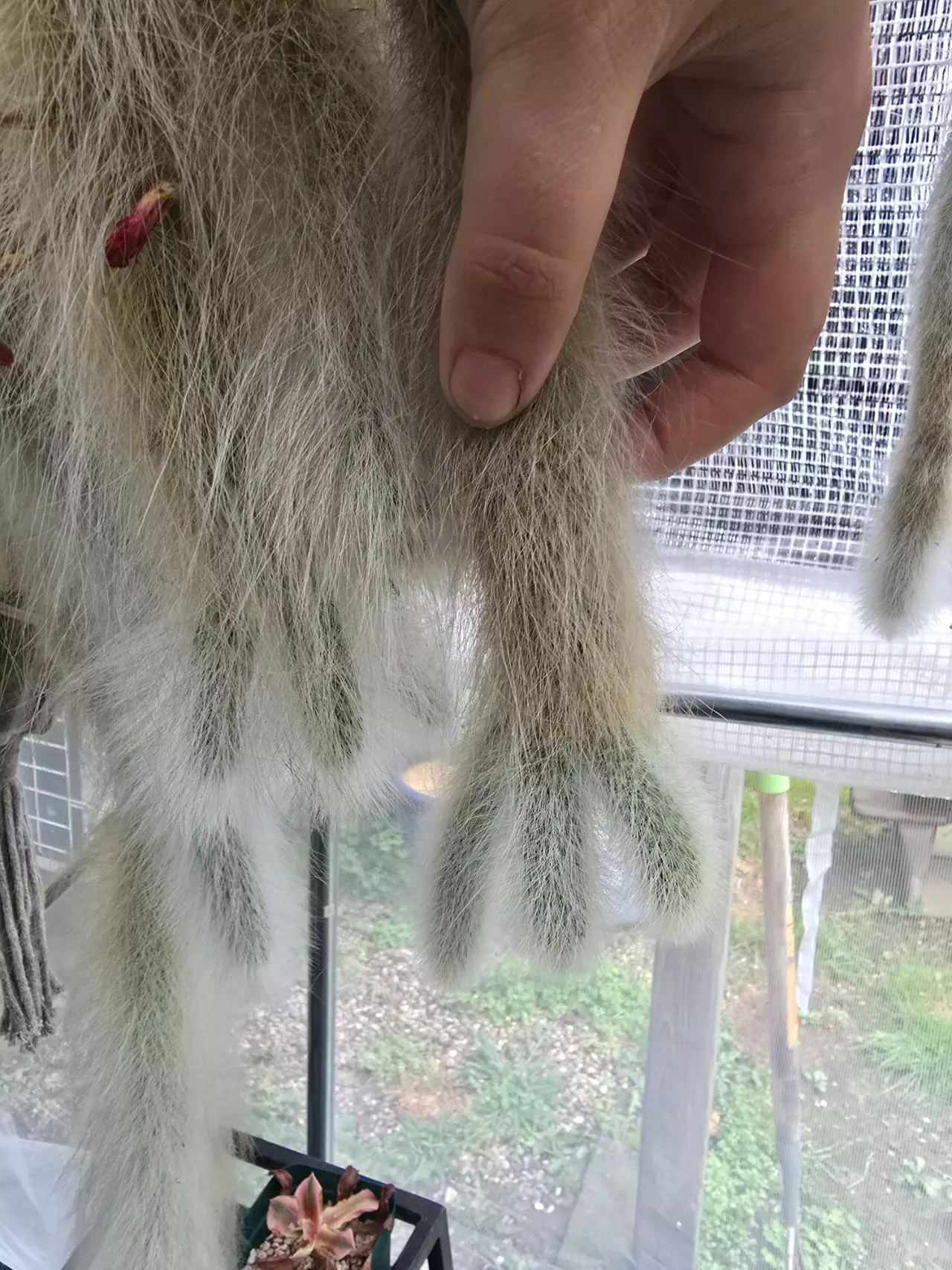 plant/Monkey Tails Extra Fuzzy-2