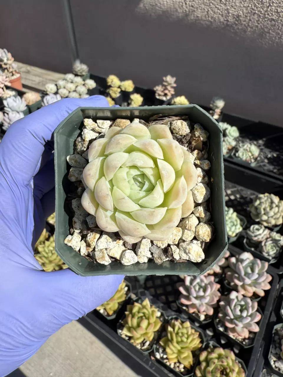 plant/E. White Elegans 2.75" pot-0