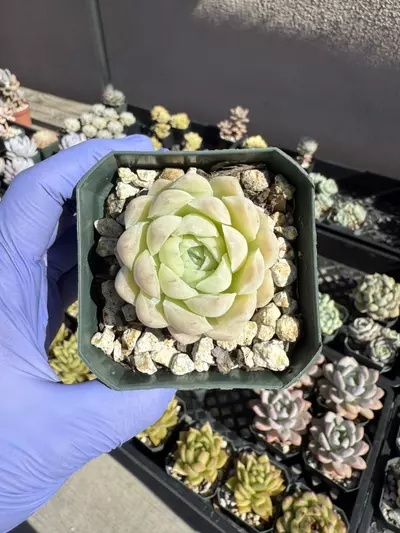 plant/E. White Elegans 2.75" pot-0-thumbnail