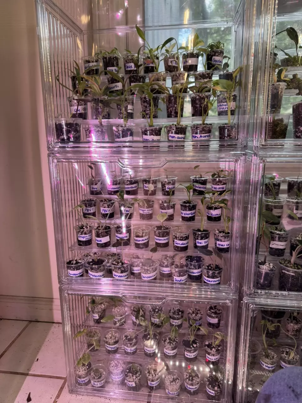 plant/Special order *Humidity Box* EXPECT 2 WEEK SHIPPING TIME!!-0