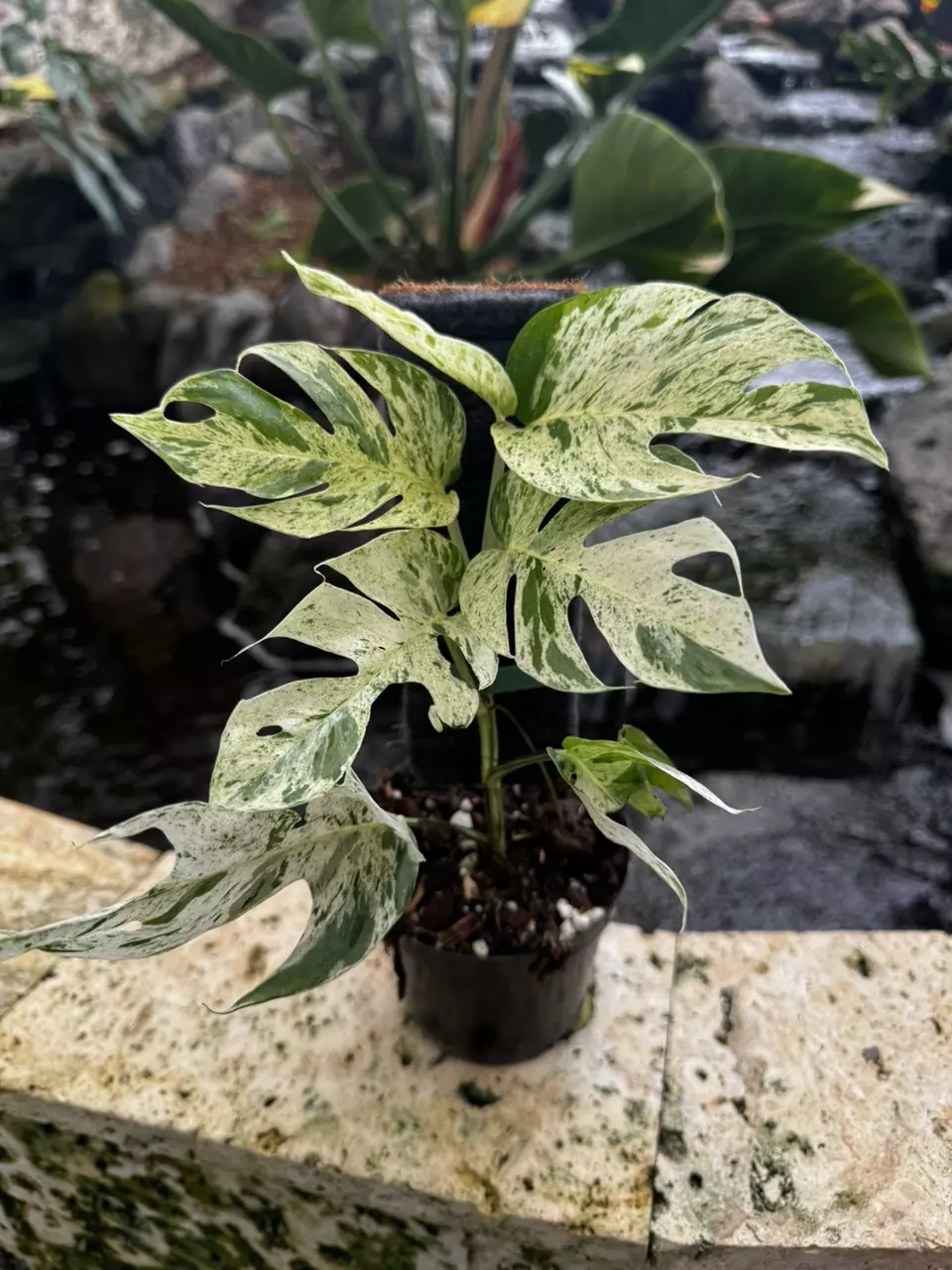 plant/Epi Flame Marble-0