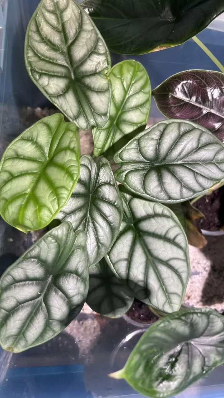 plant/Alocasia Silver Dragon-0