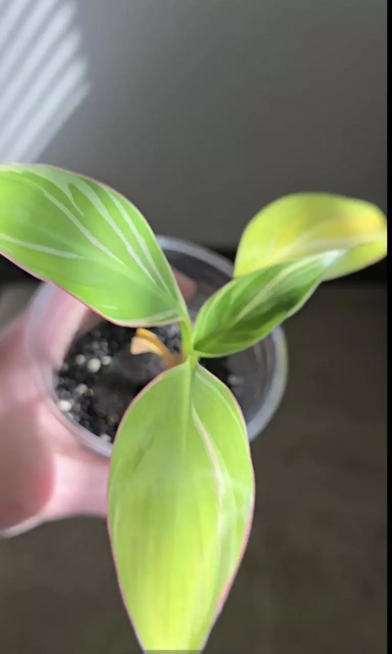 plant/FL Musa NoNo Pink Variegation-1