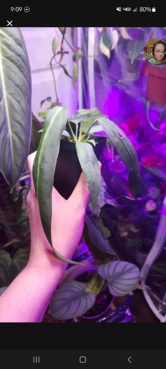 plant/Anthurium Wendlingeri!-0
