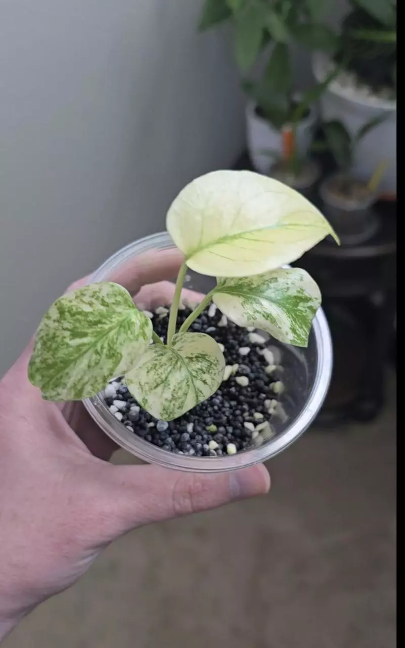 plant/Monstera White Monster Plant-0