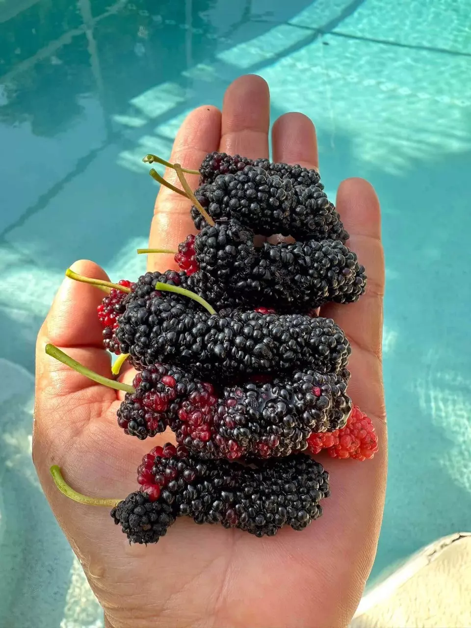 plant/Black Austurkey Mulberry Sappling-0