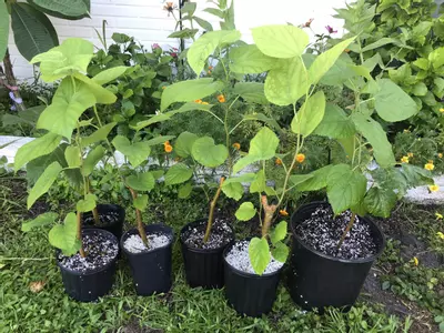 plant/Black Austurkey Mulberry Sappling-6-thumbnail