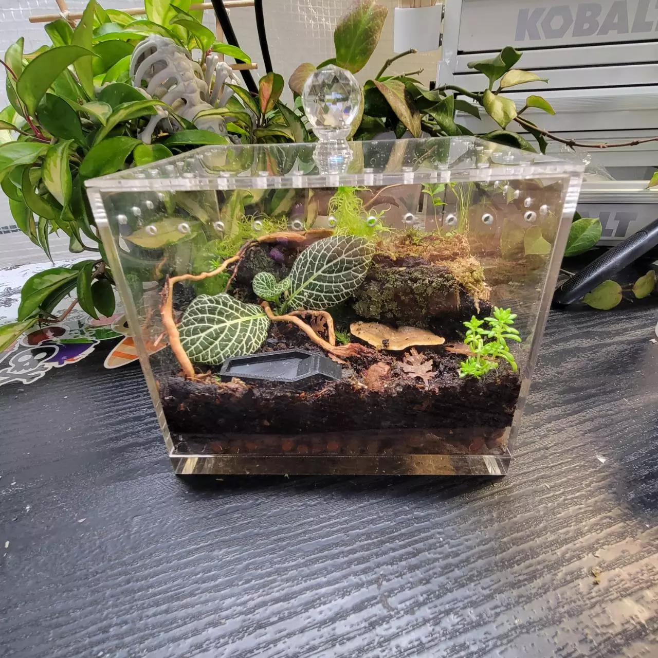 plant/Micro pet enclosure-1