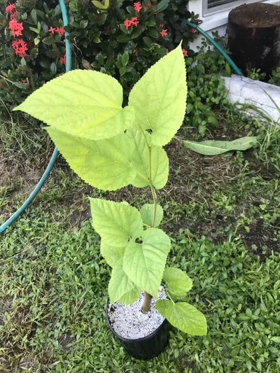 plant/Black Austurkey Mulberry Sappling-5-thumbnail